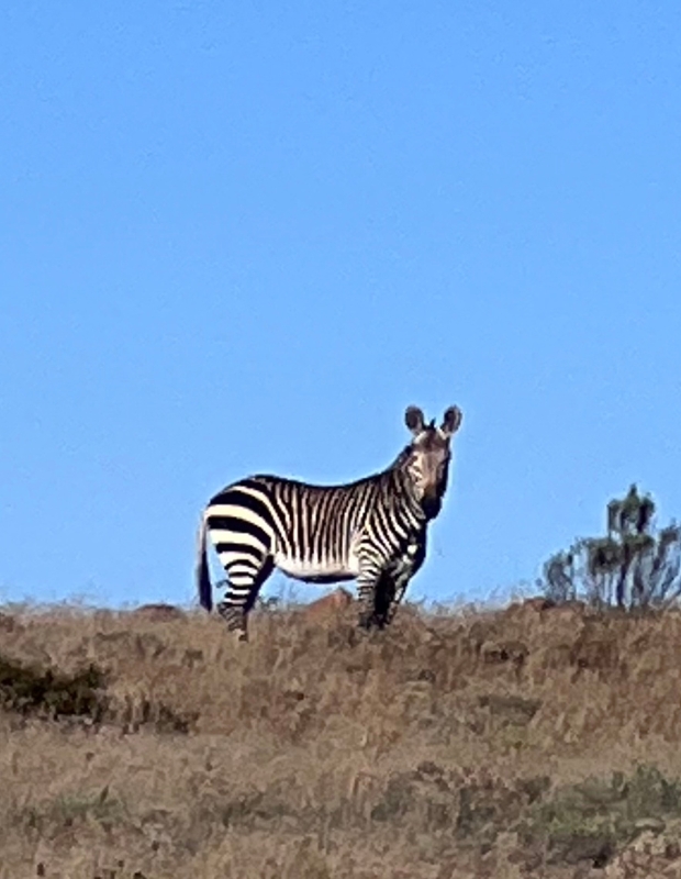 Zebra